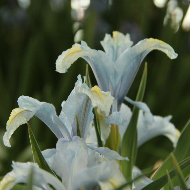 Iris aucheri Iris aucheri