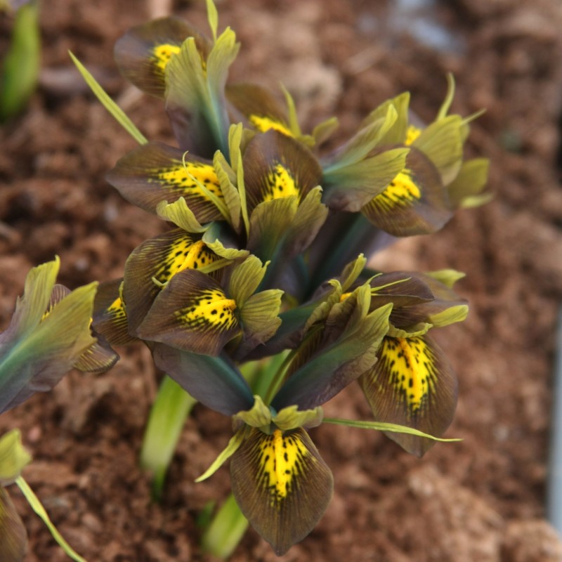 Iris reticulata 'Down to Earth' Iris reticulata 'Down to Earth'
