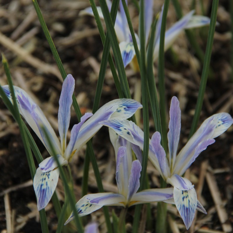 Iris reticulata 'Painted Lady' Iris reticulata 'Painted Lady'