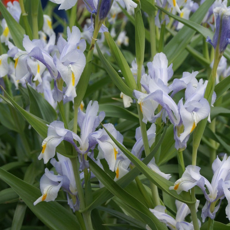 Iris magnifica Iris magnifica