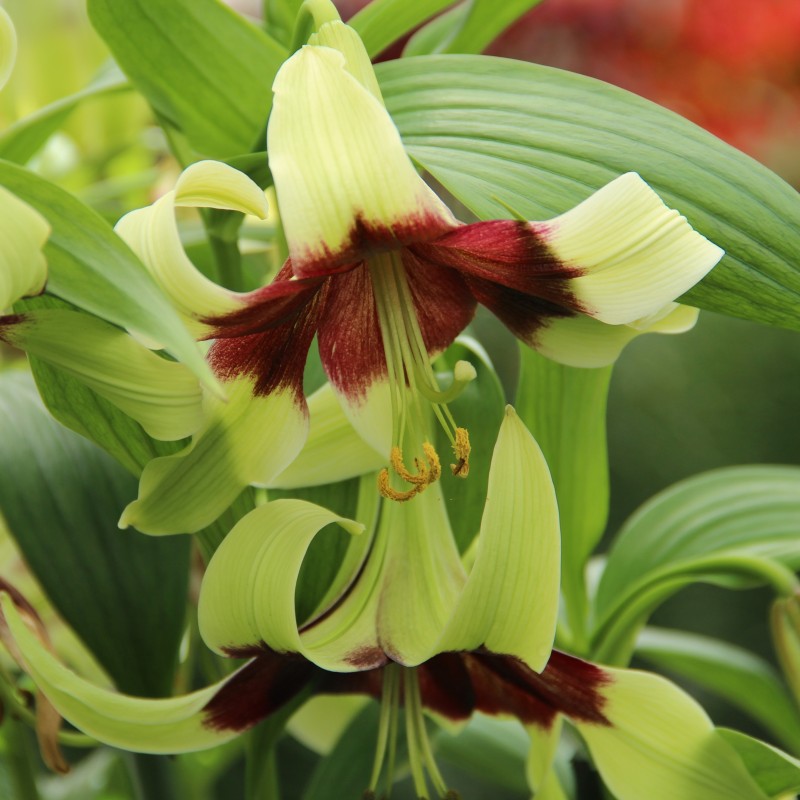 Lilium nepalense