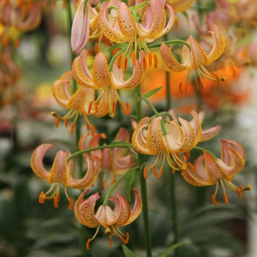 Lilium martagon 'Fairy Morning'