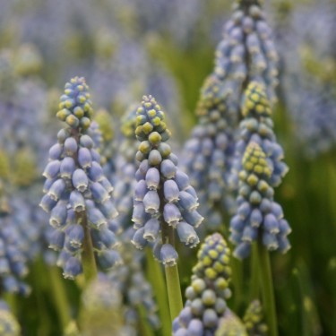 Muscari armeniacum
