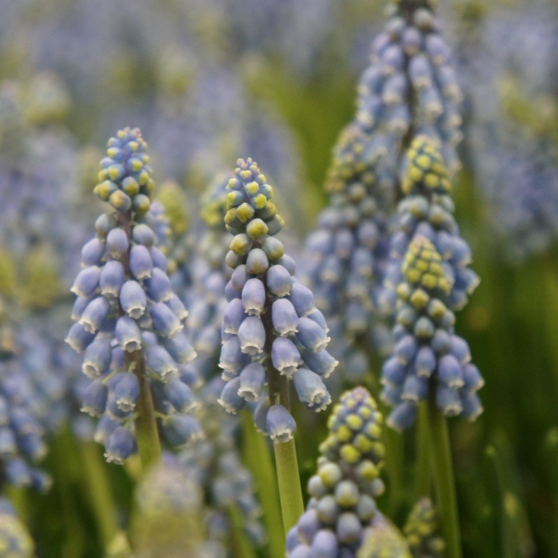 Muscari armeniacum Muscari armeniacum