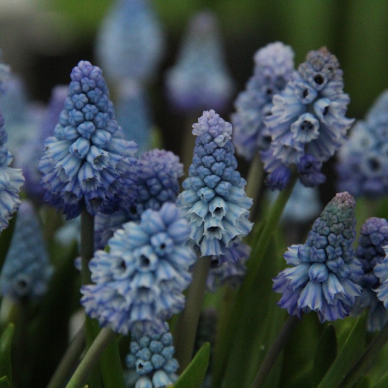 Muscari azureum Muscari azureum