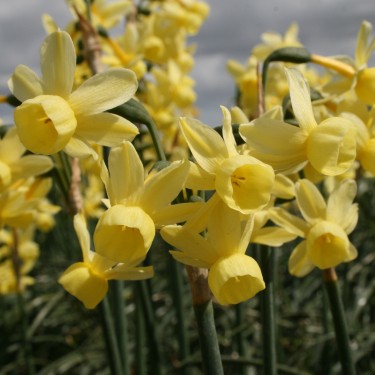 Narcissus 'Angel's Whisper'