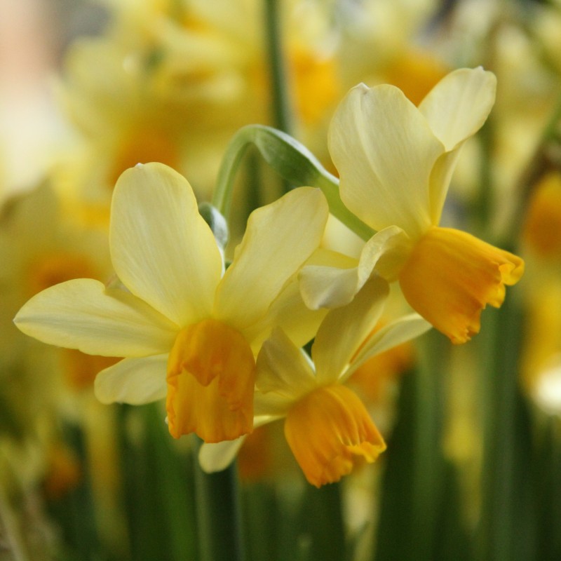 Narcissus 'Eaton Song' Narcissus 'Eaton Song'