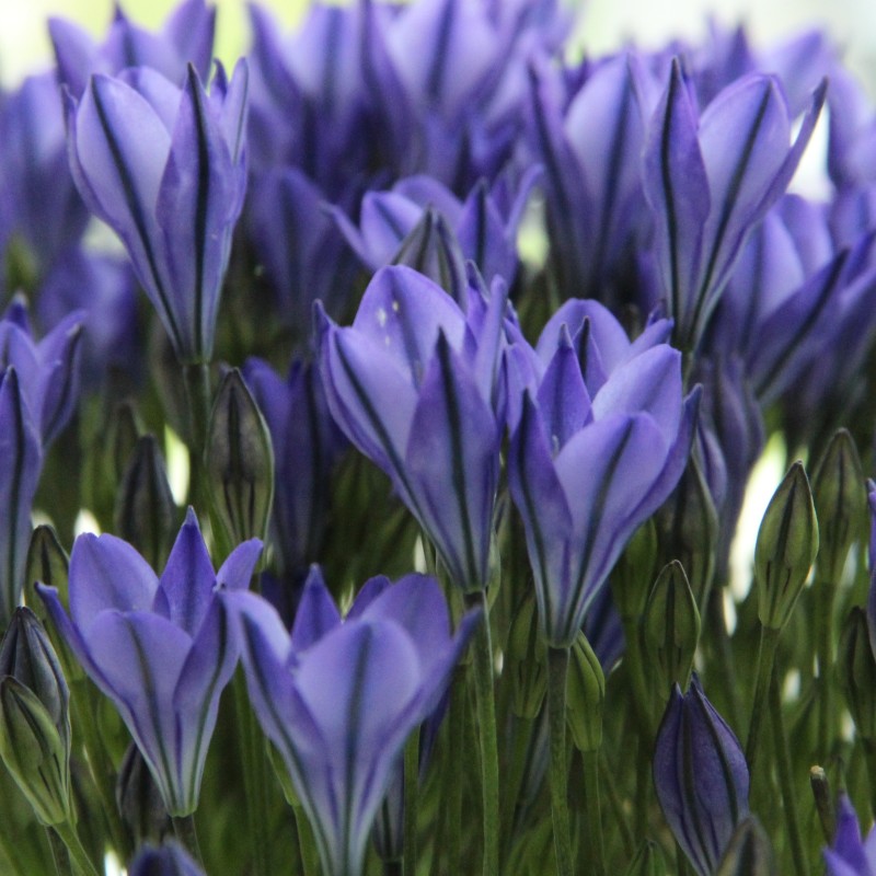 Triteleia 'Blues' Triteleia 'Blues'