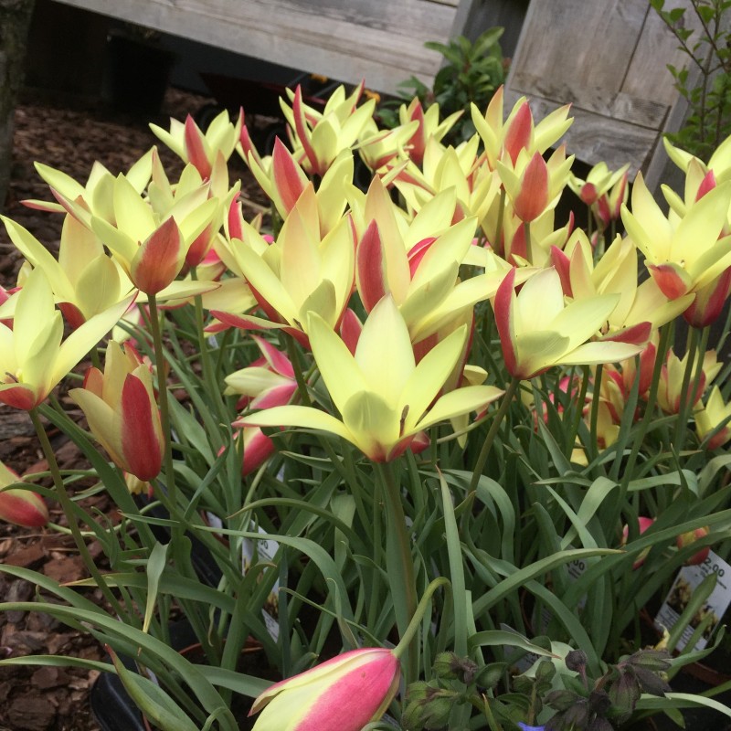 Tulipa clusiana 'Cynthia' Tulipa clusiana 'Cynthia'