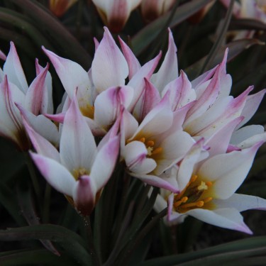 Tulipa cretica 'Chania' Tulipa cretica 'Chania'