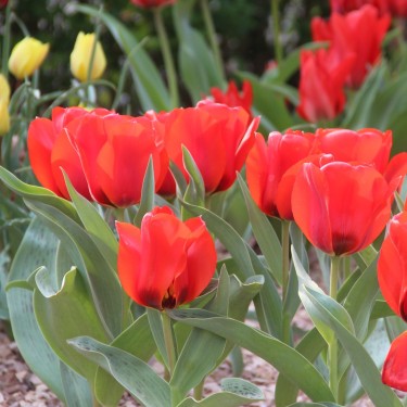 Tulipa Greigii | Beautiful flowers and unique leaves | Nijssenbulbs.com