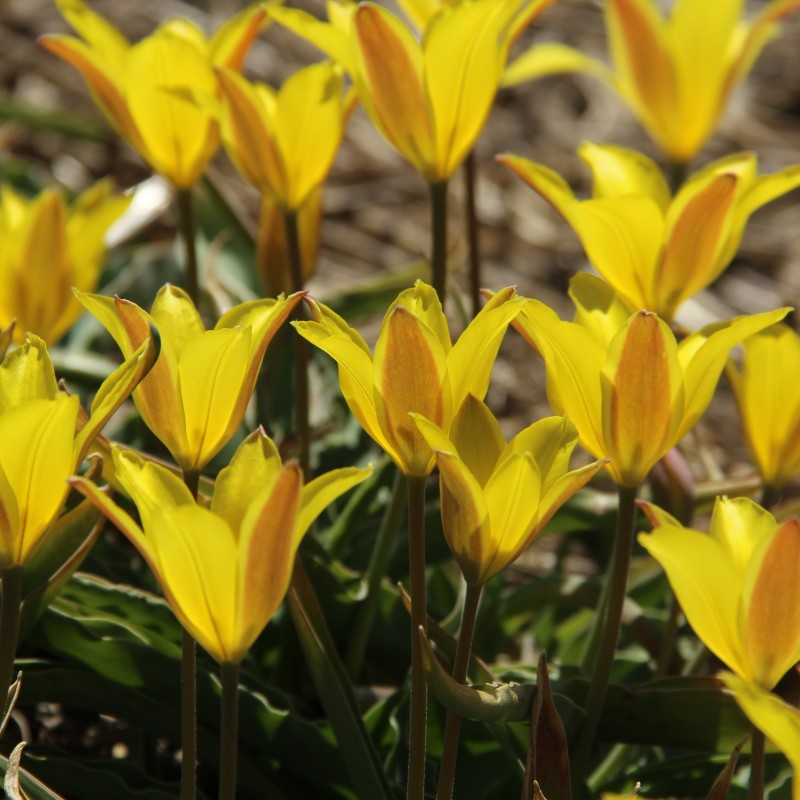 Tulipa iliensis Tulipa iliensis
