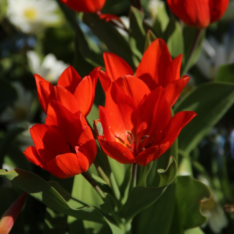Tulipa praestans 'Füsilier' Tulipa praestans 'Füsilier'
