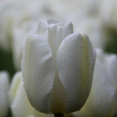 Tulipa 'Angels Wish' 