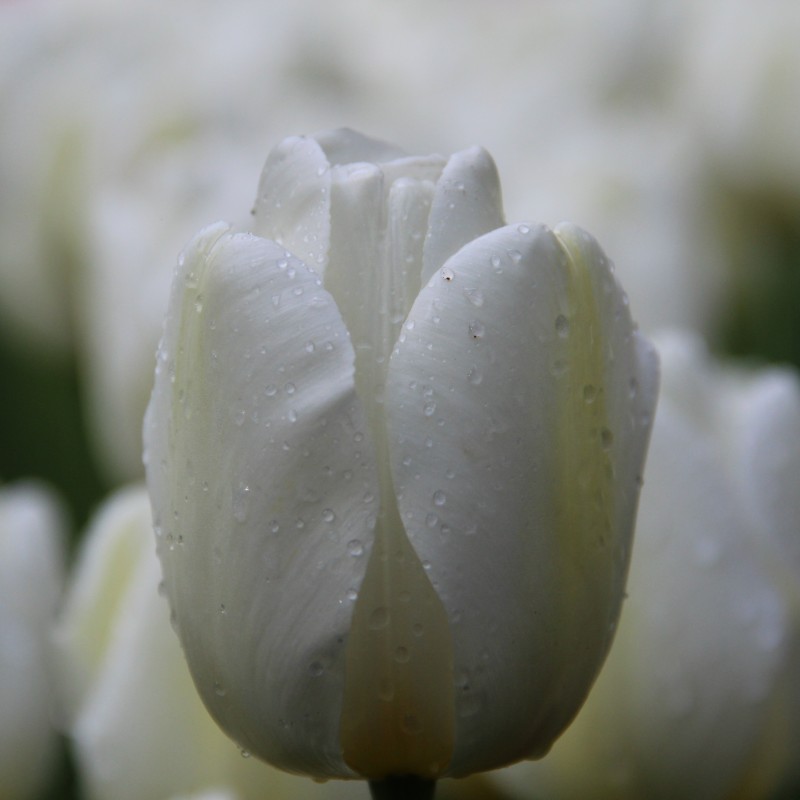 Tulipa 'Angels Wish' Tulipa 'Angels Wish'