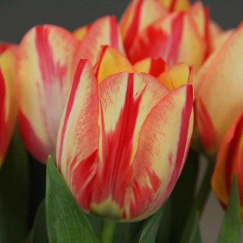 Tulipa 'Spryng Break' Tulipa 'Spryng Break'
