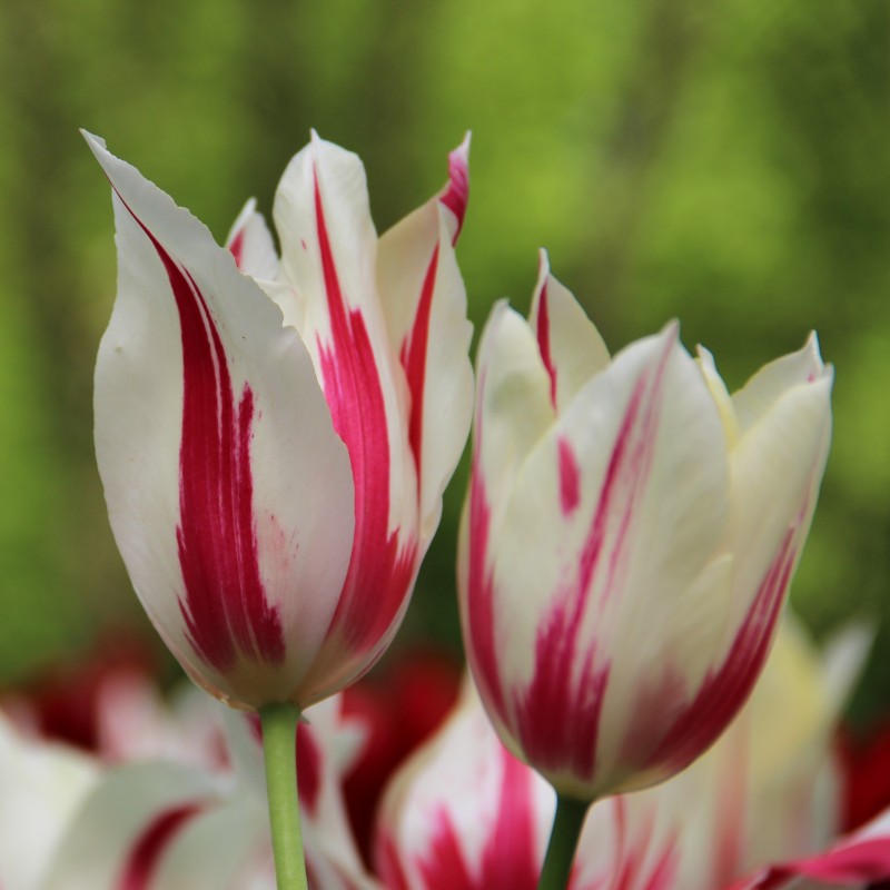 Tulipa 'Marilyn' Tulipa 'Marilyn'