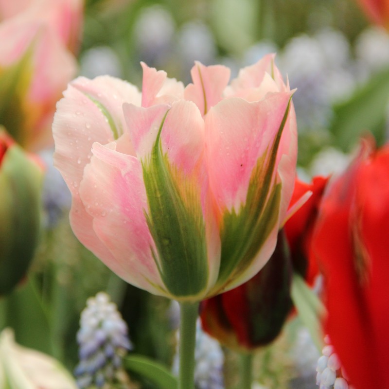 Tulipa 'China Town' Tulipa 'China Town'