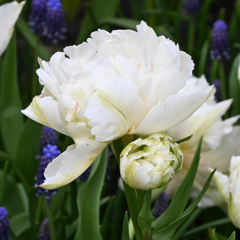 Tulipa 'Gerard Dou'