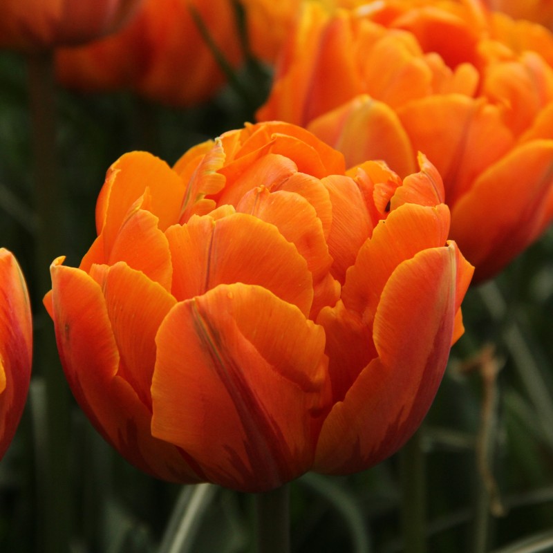 Tulipa 'Orange Princess' Tulipa 'Orange Princess'