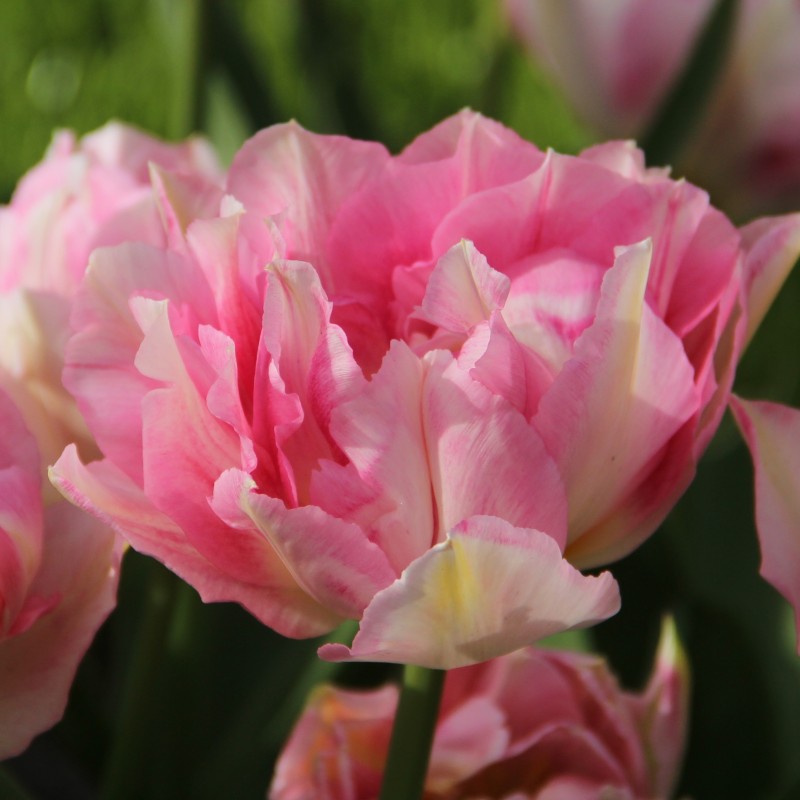 Tulipa 'Tailleux' Tulipa 'Tailleux'