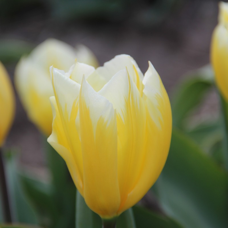Tulipa 'Sweetheart' Tulipa 'Sweetheart'