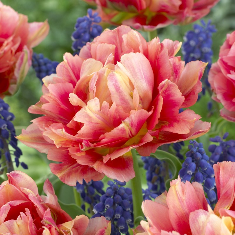 Tulipa 'Elias Martin'