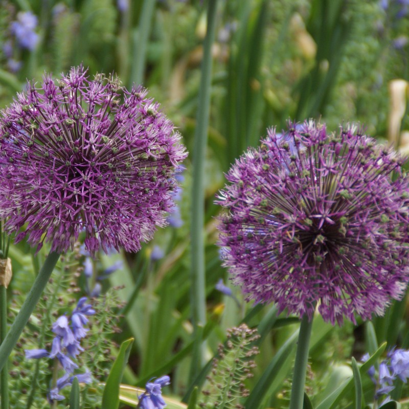 Allium rosenbachianum 'Early Emperor'
