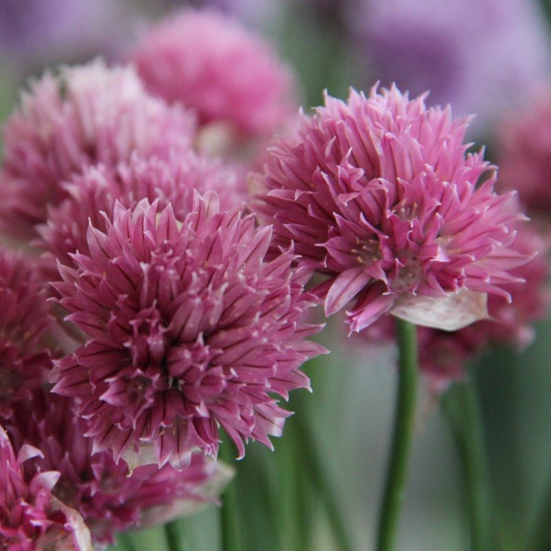 Allium schoenoprasum 'Forescate' Allium schoenoprasum 'Forescate'