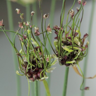 Allium scorodoprasum 'Art'