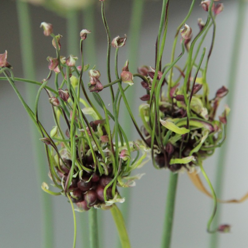 Allium scorodoprasum 'Art' Allium scorodoprasum 'Art'