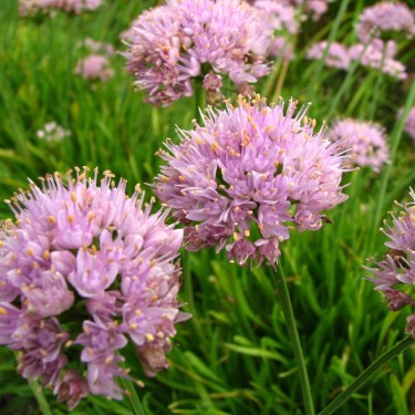 Allium senescens 'Glaucum'