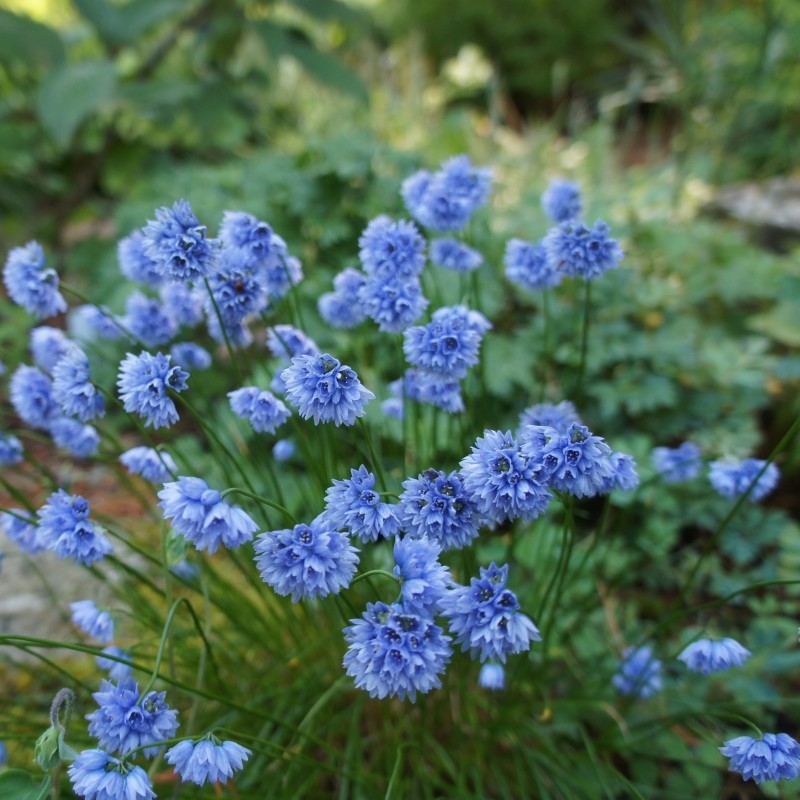 Allium sikkimense Allium sikkimense