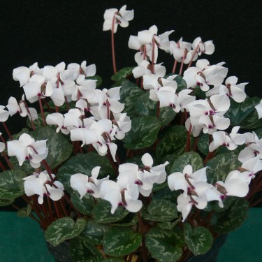 Cyclamen alpinum forma leucanthum