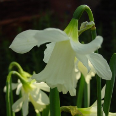 Narcissus 'W.P. Milner' Narcissus 'W.P. Milner'