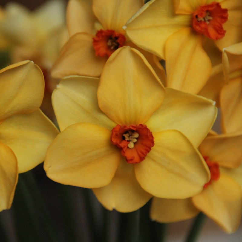 Narcissus 'Dear Lotte' Narcissus 'Dear Lotte'