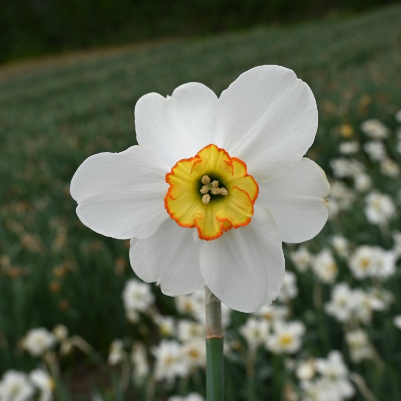 Narcissus 'Goose Green' Narcissus 'Goose Green'