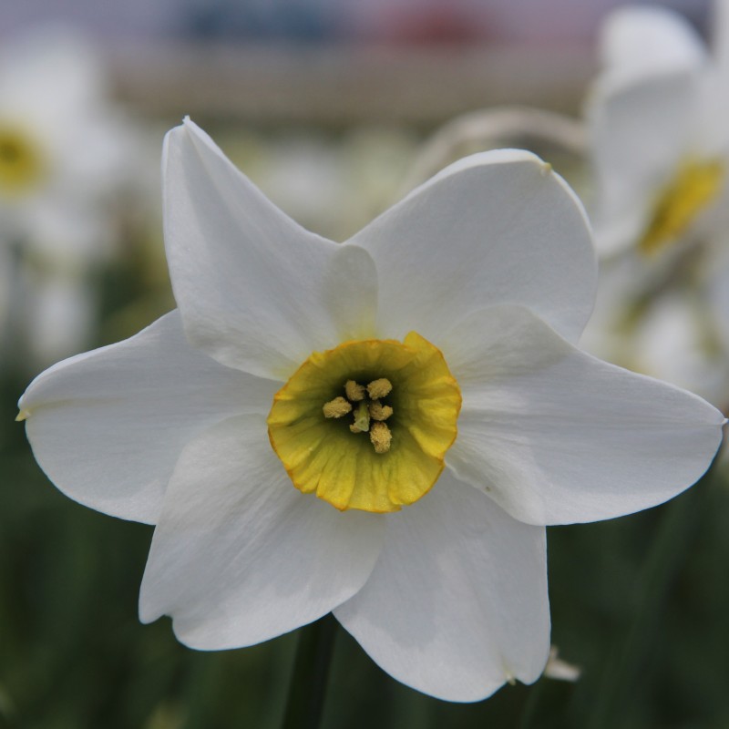 Narcissus 'Sinopel' Narcissus 'Sinopel'