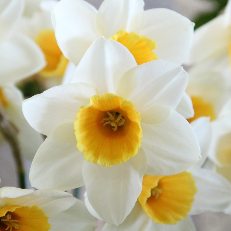 Narcissus 'Suhaili' Narcissus 'Suhaili'