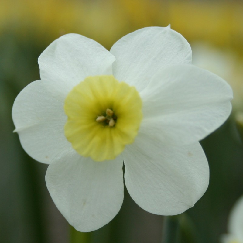 Narcissus 'Yellow Xit' Narcissus 'Yellow Xit'