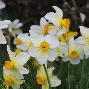 Narcissus 'Beryl'