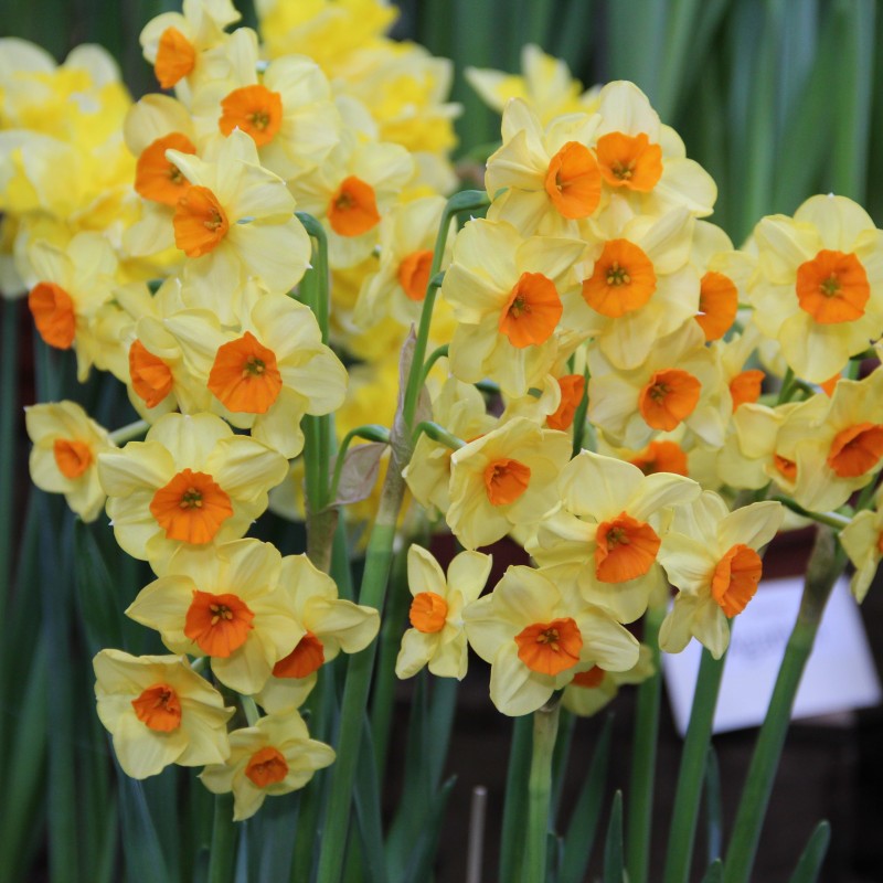 Narcissus 'Castanets' Narcissus 'Castanets'