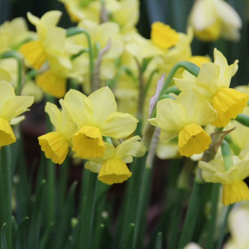 Narcissus 'Cornish Chuckles' Narcissus 'Cornish Chuckles'