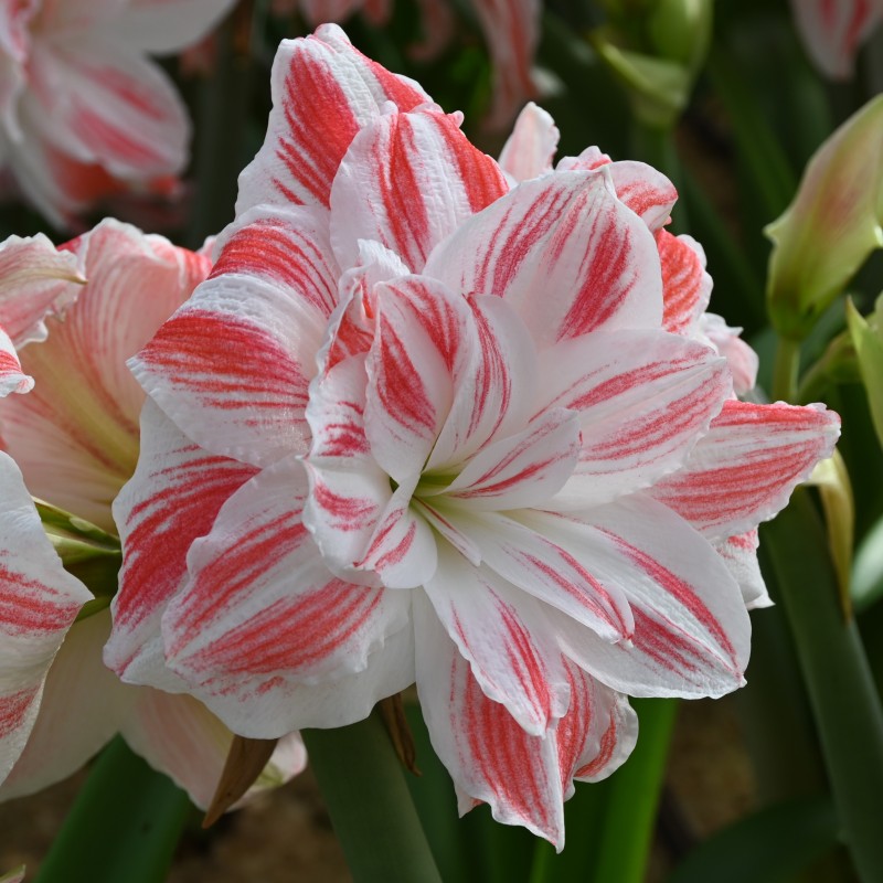 Hippeastrum 'Amazing Belle'® Hippeastrum 'Amazing Belle'®