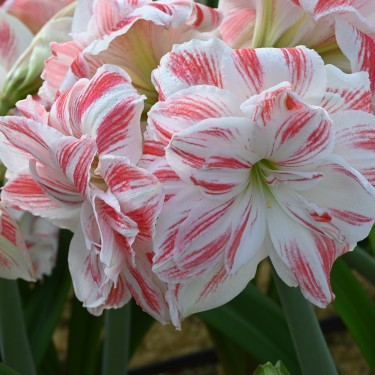 Hippeastrum 'Amazing Belle'® Hippeastrum 'Amazing Belle'®