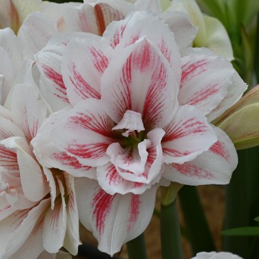 Hippeastrum 'Aquaro'®