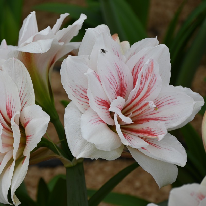 Hippeastrum 'Aquaro'® Hippeastrum 'Aquaro'®
