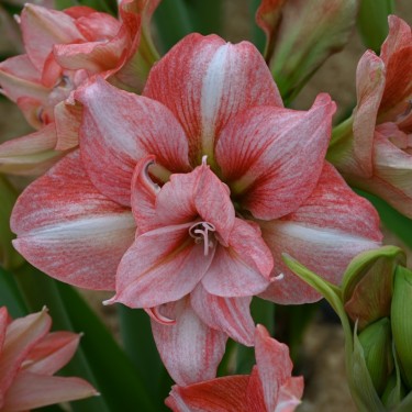 Hippeastrum 'Balance'®