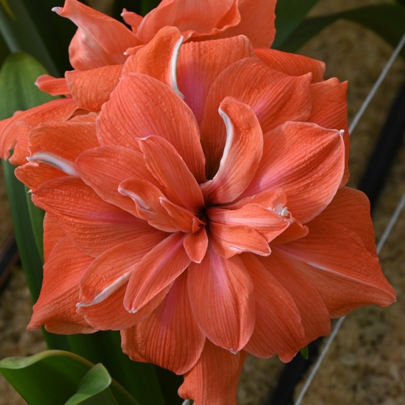 Hippeastrum 'Coral Belle'® Hippeastrum 'Coral Belle'®