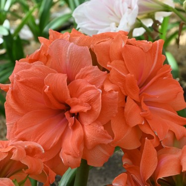 Hippeastrum 'Coral Belle'® Hippeastrum 'Coral Belle'®